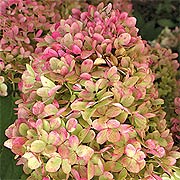Proven Winners Limelight Hydrangea