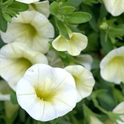 Proven Winners Yellow Chiffon Calibrachoa