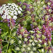 Bishops Lace