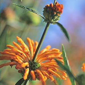 Lion's Tail