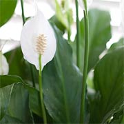 Peace Lily
