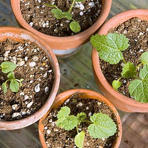 Hollyhock Seedlings