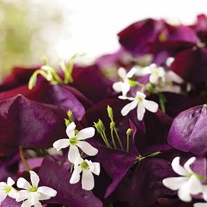 Proven Winners Charmed Wine Oxalis