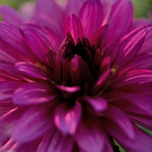 Purple Dahlia