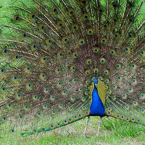 Peacock at the Garden Home