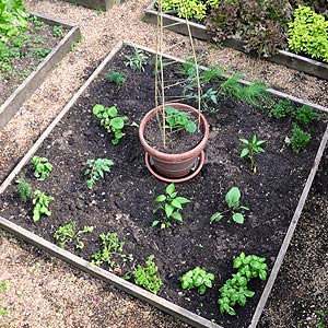 Raised Bed Planted with Summer Vegetables