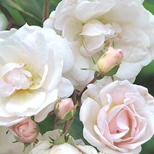 Rose Marie Pavie