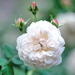 Rose Madame Plantier
