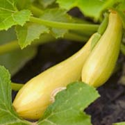 Summer Squash