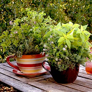 Teacup Herb Planters