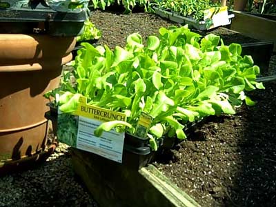Fall Vegetable Planting