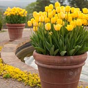 Yellow Tulips in a Container