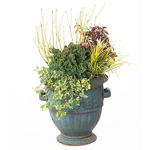 Winter Container Garden