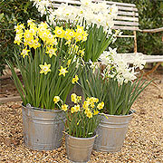 Grouping of daffodil buckets
