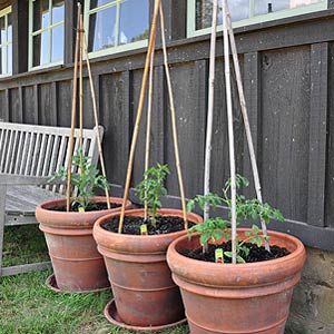 Tomatoes in Containers with Bamboo Stakes