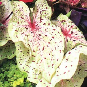 Caladiums