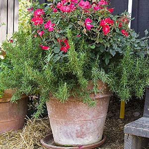 Knock Out Rose and Rosemary Container