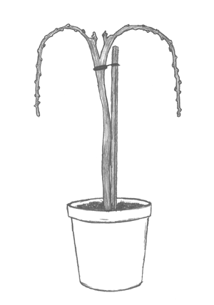 Sketch of Grape Vine Trained in Umbrella Kniffen
