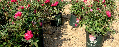 Space Knock Out Roses about 4 feet apart.