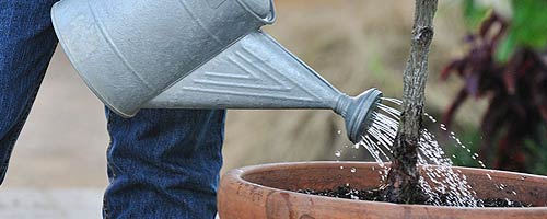 Give Knock Out Roses 1 to 2 inches of water per week.