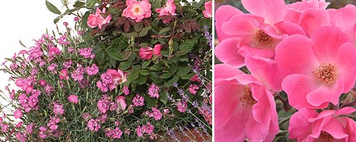 Dianthus with Knock Out Roses