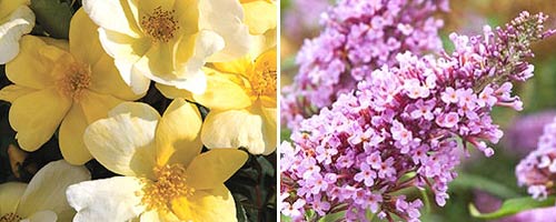 Dwarf Butterfly Bush with Knock Out Roses
