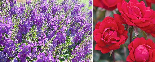 Angelonia with Knock Out Roses