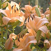 Asiatic Lily