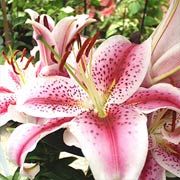 Stargazer Lily