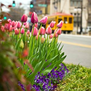 Plant It Pink Argenta