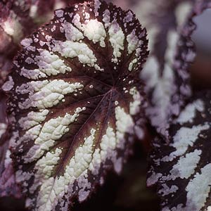 Rex Begonia