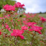 The Double Knock Out Rose