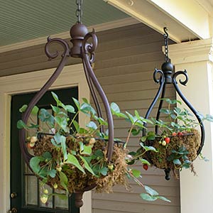 Strawberry Hanging Basket