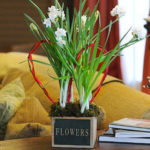 Paperwhites for Valentines