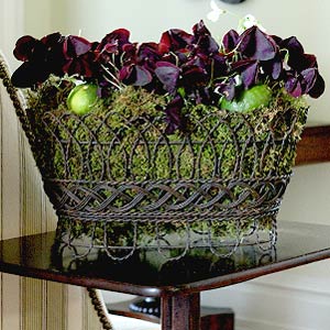 Proven Winners Charmed Wine Oxalis
