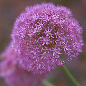 Ornamental Onion