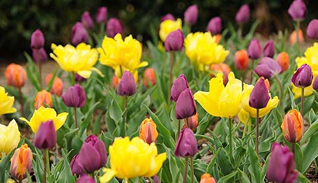 Contrasting Color Scheme in the Garden