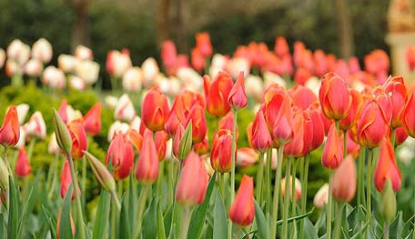 Harmonious Color Scheme in the Garden