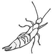 Earwig
