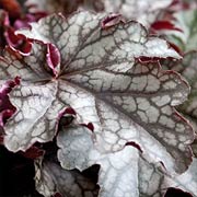 Docle Blackcurrant Heuchera