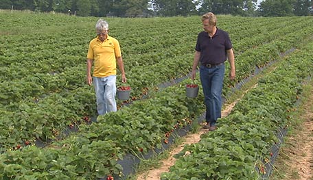 Holland Bottom Strawberry Farm Arkansas
