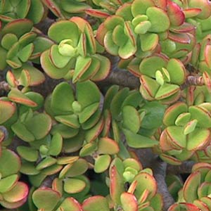 Jade Plant