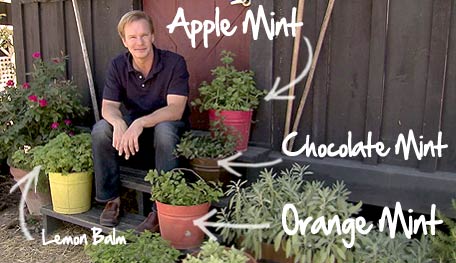 Flavored Mint
