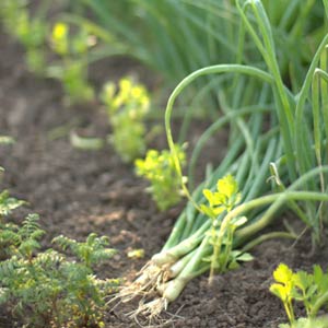 Spring Onions Scallions