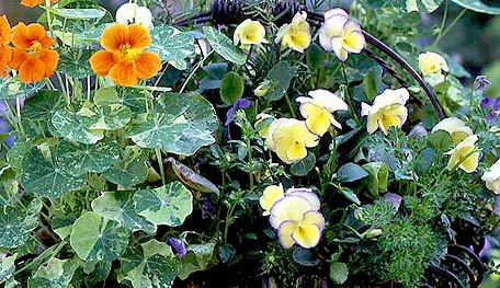 Planting Parsley with Cool Season Flowers