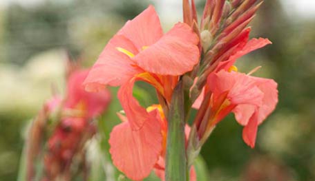 Canna Pretoria