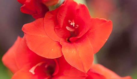 Gladiola Aphrodite
