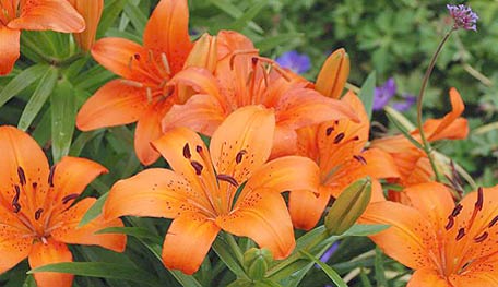 Asiatic Lily Orange Pixie