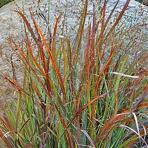Proven Winners Cheyenne Sky Panicum