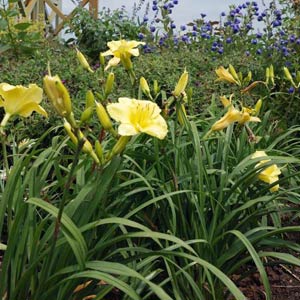 Proven Winners Going Bananas Daylily